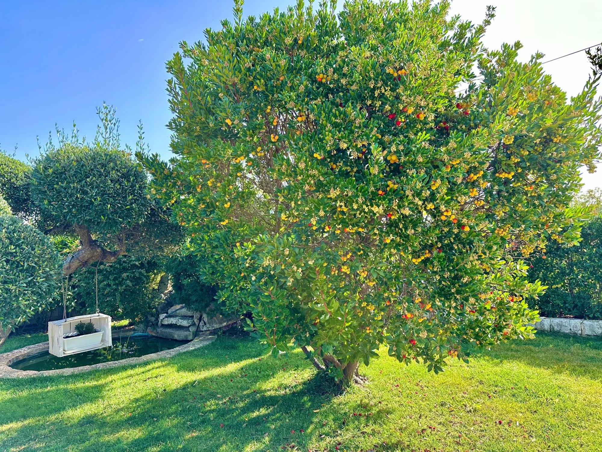 Trulli Fenice אלברובלו חדר תמונה